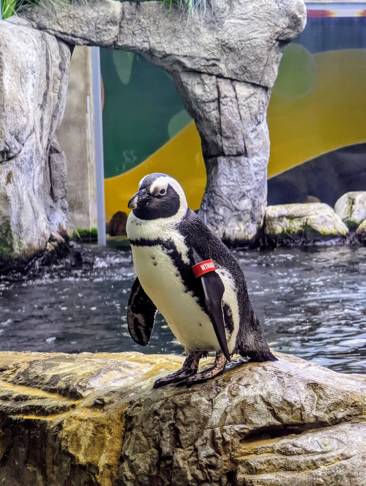 A curious little penguin standing on a rock, looking at onlookers through the glass at the aquarium