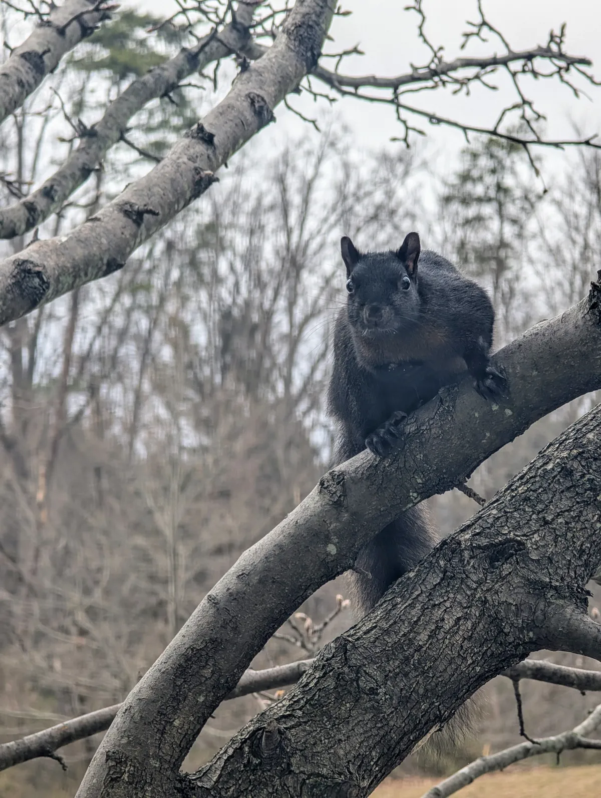 black squirrel on a tree branch looking at me through the window