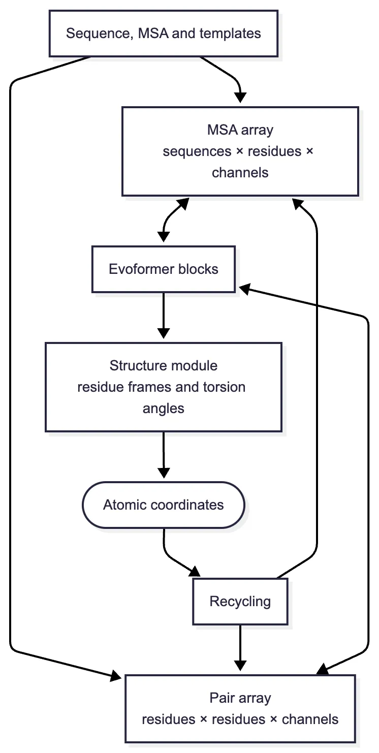 Information flow inside AlphaFold2