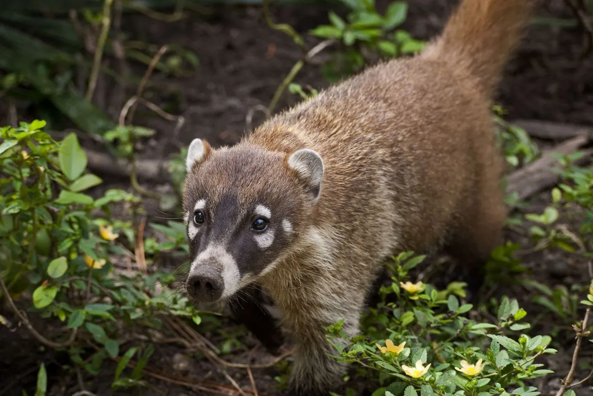coati
