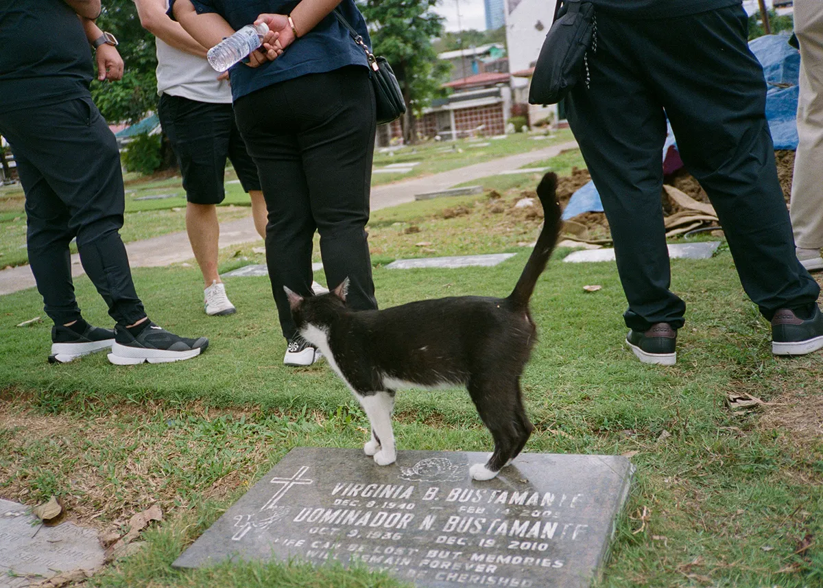 a film photo of a black and white cat standing atop a tombstone, with its back turned, watching over the commotion