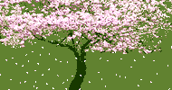 A gif of a cherry blossom tree with its petals flying in the wind.
