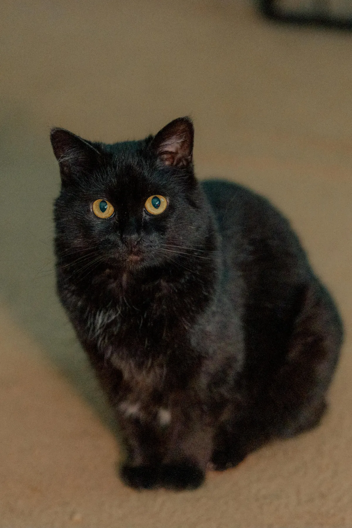 Cleo the void