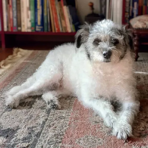 my black and white dog
