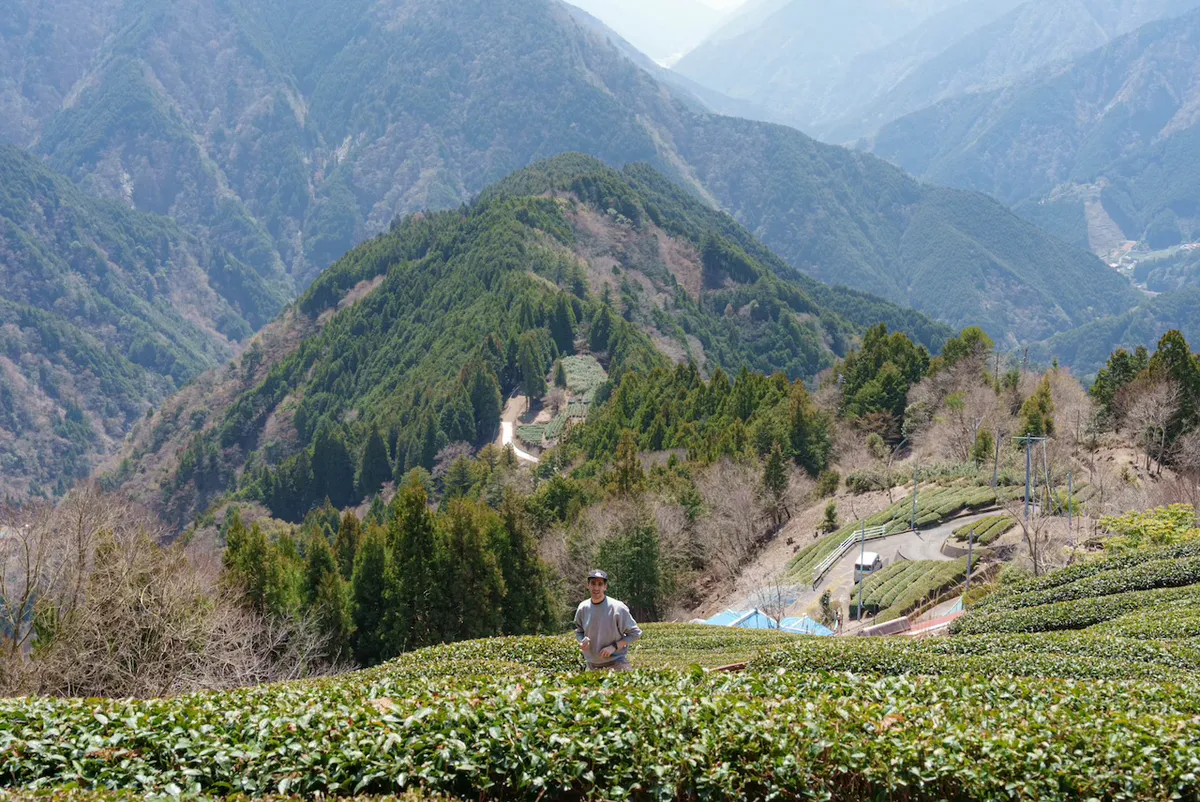 Umegashima tea filed in the mountains