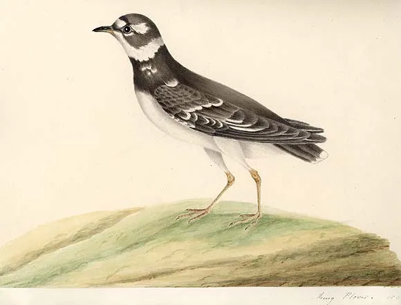 marybattersbyringplover-77df9d