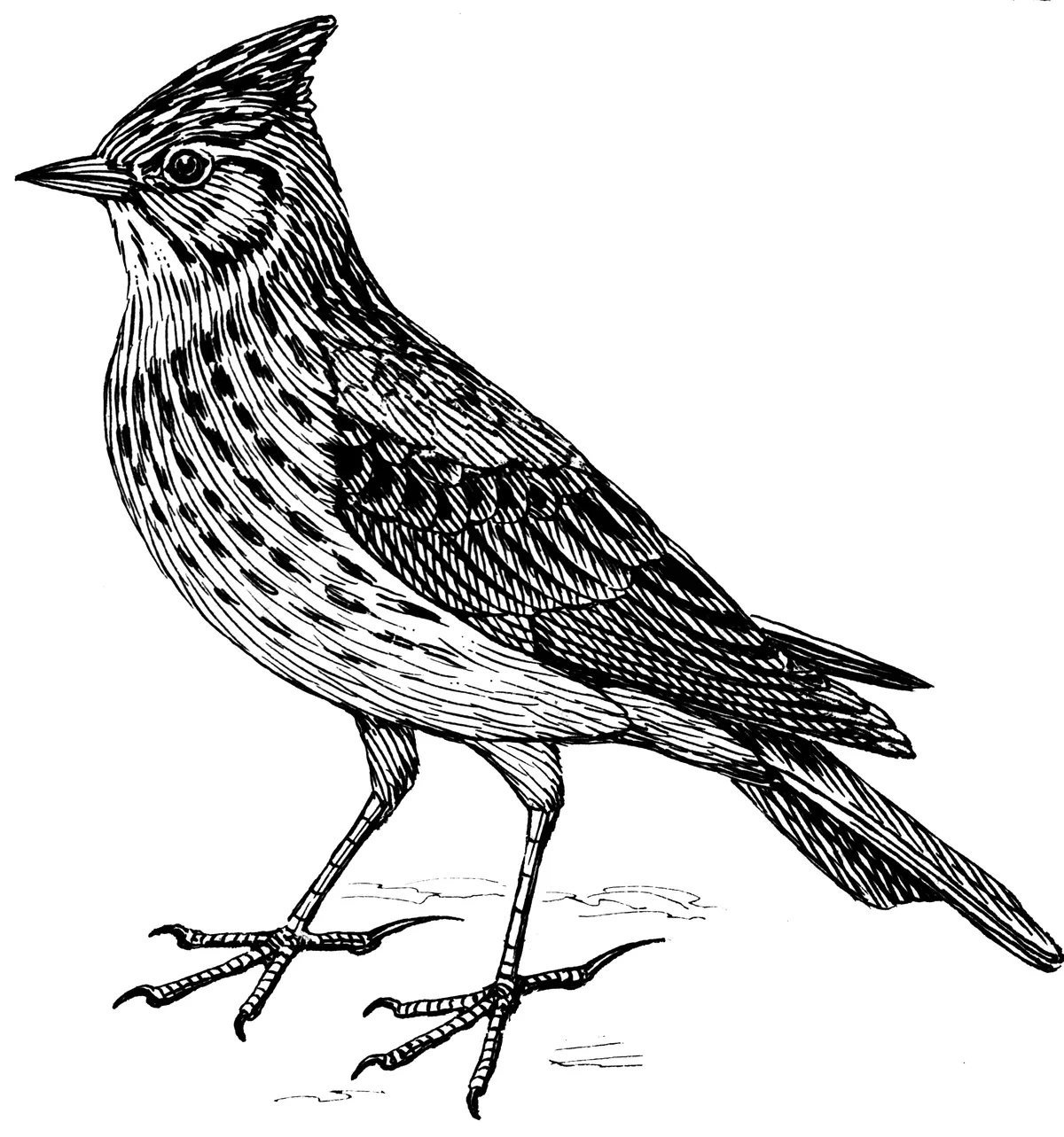 skylark-psf-acfe4a