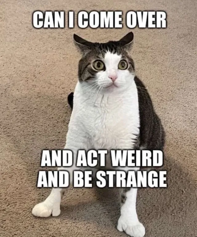 Fonte: internet. Foto de um gato rajado, sentado sobre um tapete bege como se de prontidão pra reagir, olhar esbugalhado, orelhas pra trás, com legenda em letra branca dizendo em inglês “Posso vir e agir esquisito e ser estranho?”.