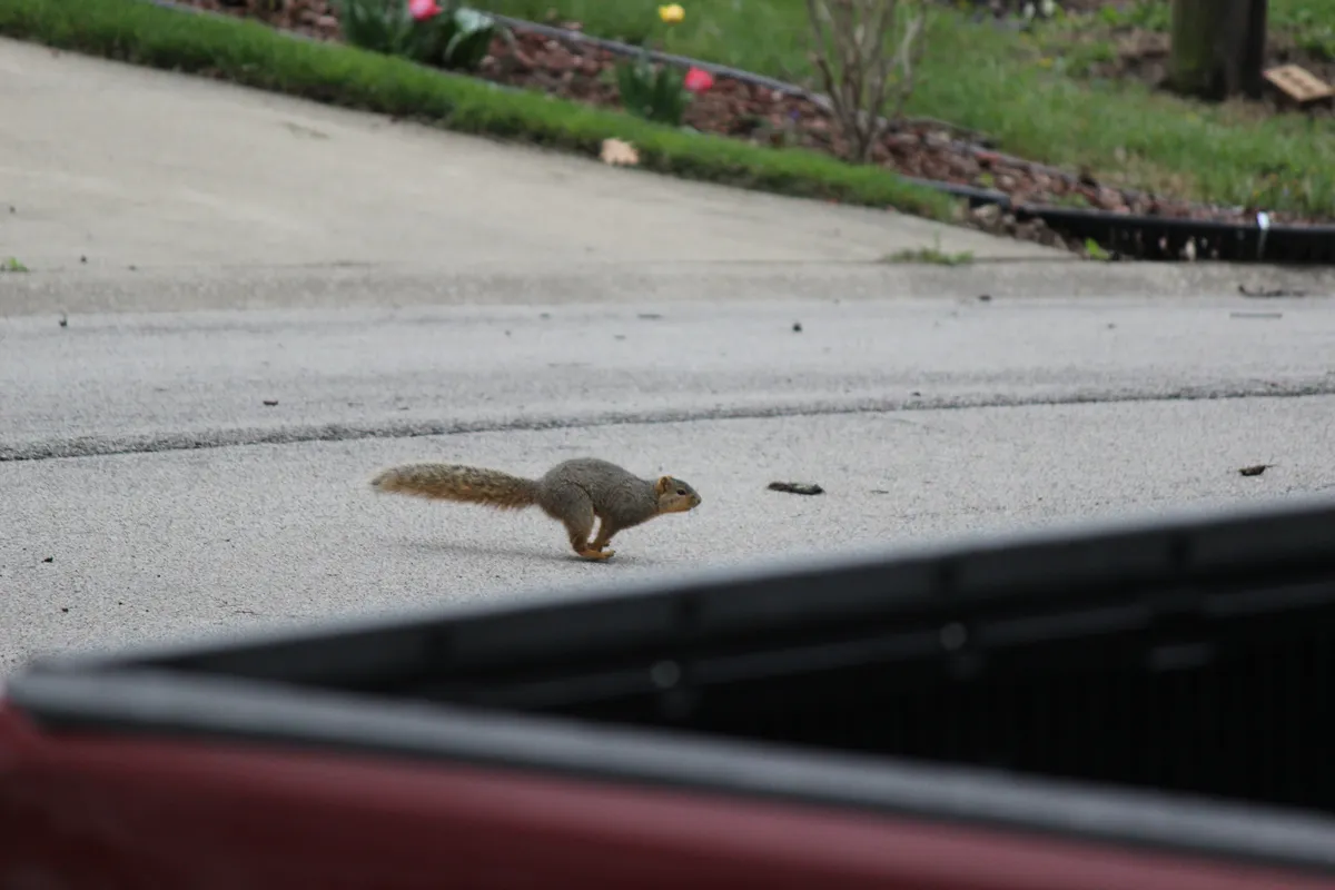 squirrel pic #2