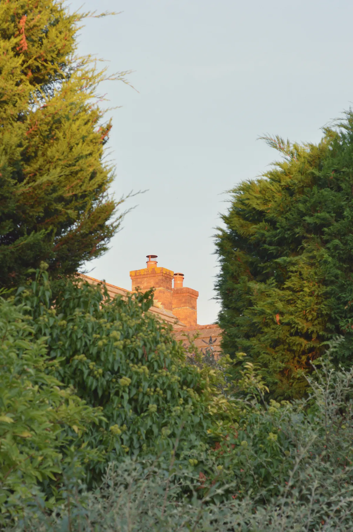 A vertical colour photograph of red brick chimneys through green leafy and evergreen bushes.