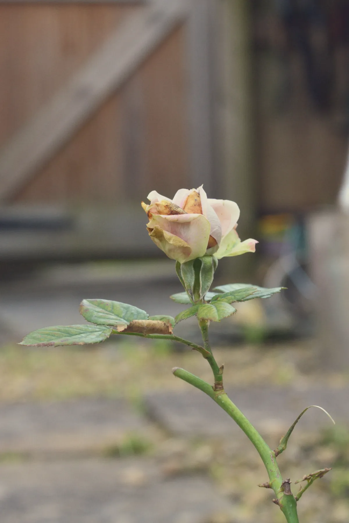A vertical colour photograpgh of a fading pale pink rose on a green stem. A few leaves sprawl out under the flower head. The whole background is grey and brown and all out of focus.