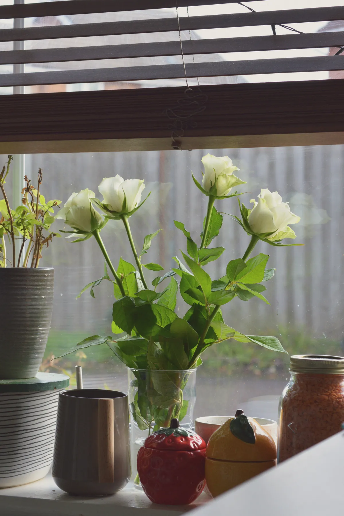 A vertical colour photograph of four white roses in a pint glass on a windowsill. Around are kitchen bits and bobs. The foreground of the photo is cut by a diagonal blurred table edge.