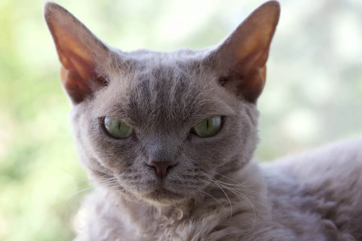 Devon-Rex-cat-breed