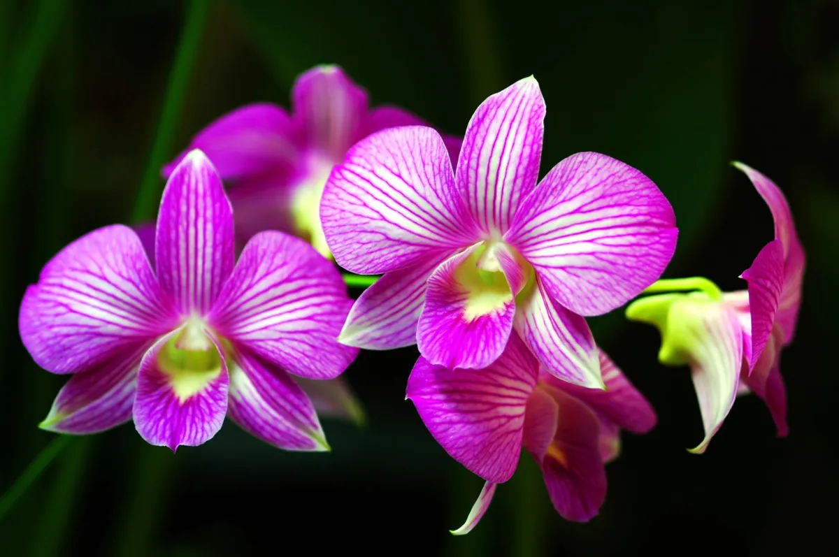 orchid