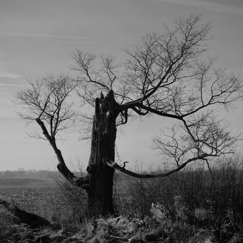 Dead Tree
