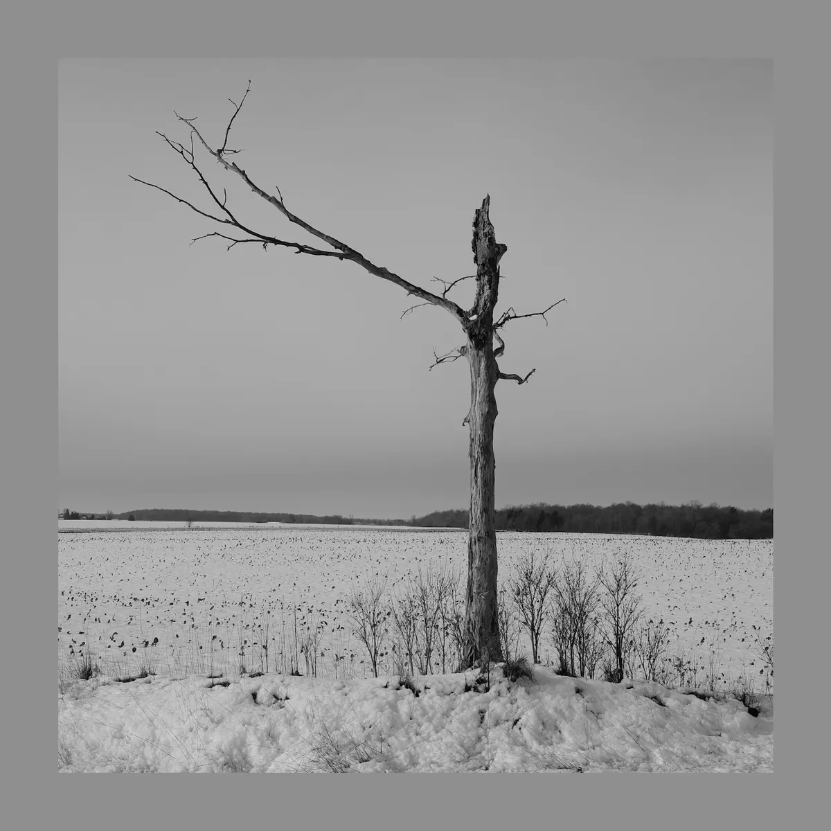 Dead Tree