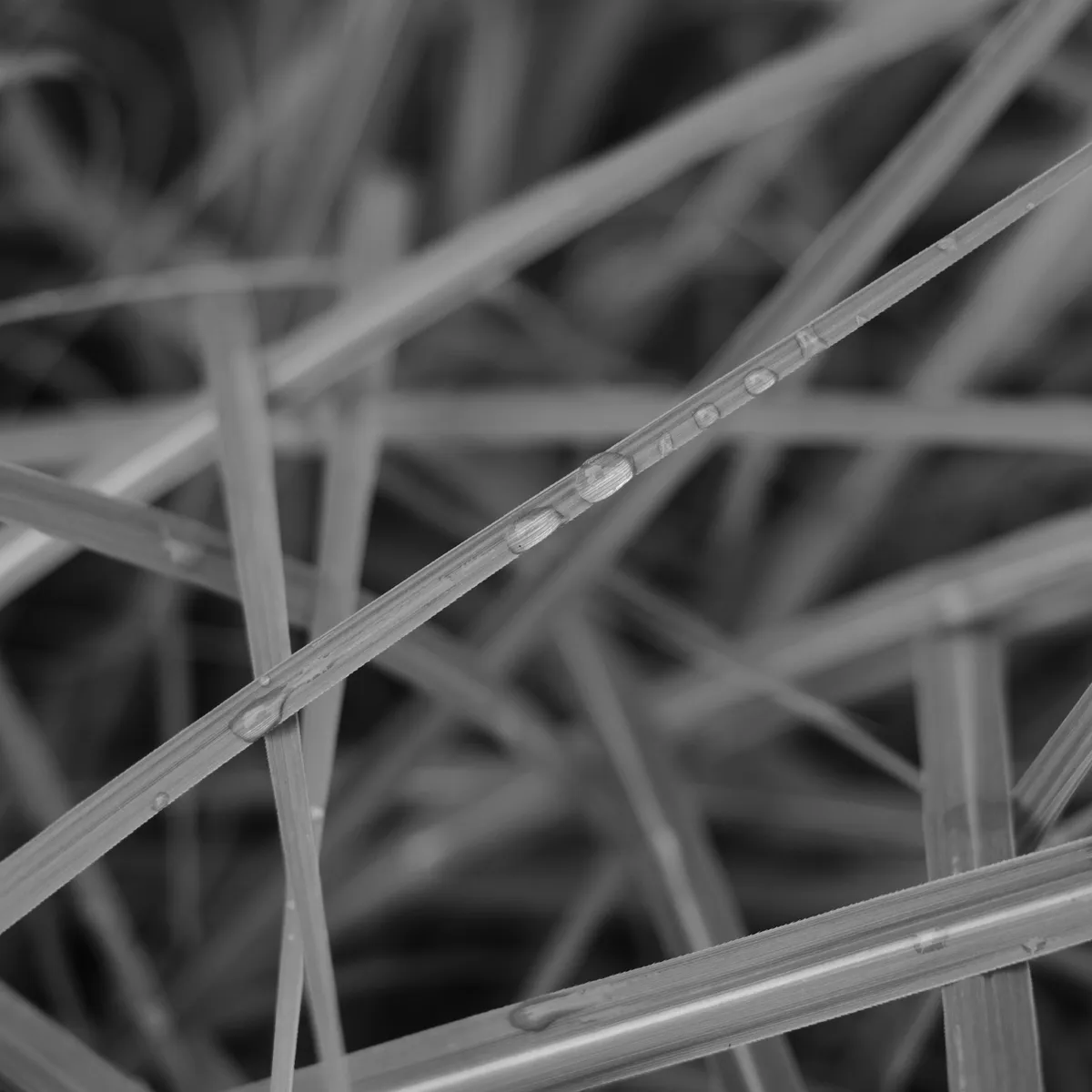 rain drops on grass