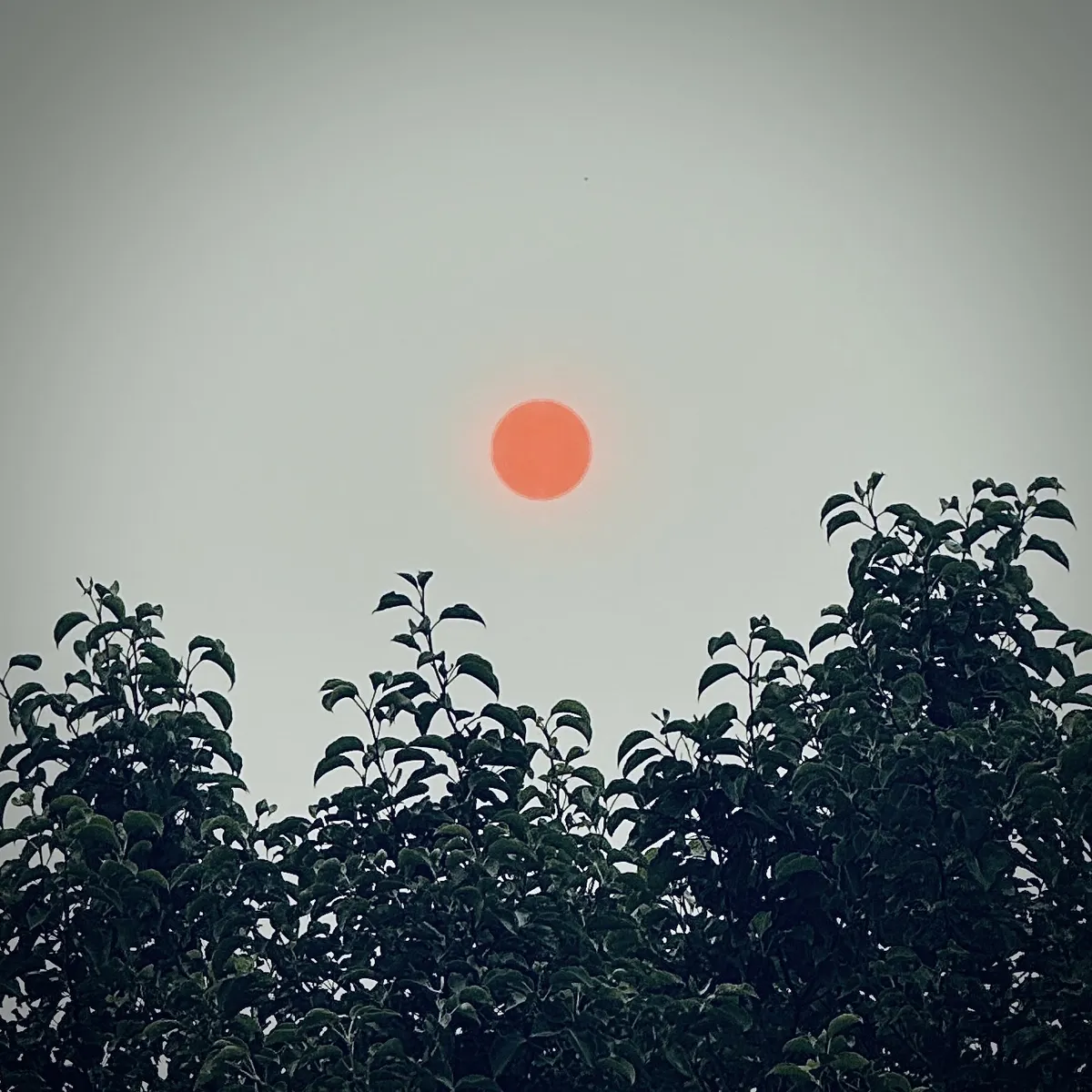 an orange sun behind wild fire smoke above trees