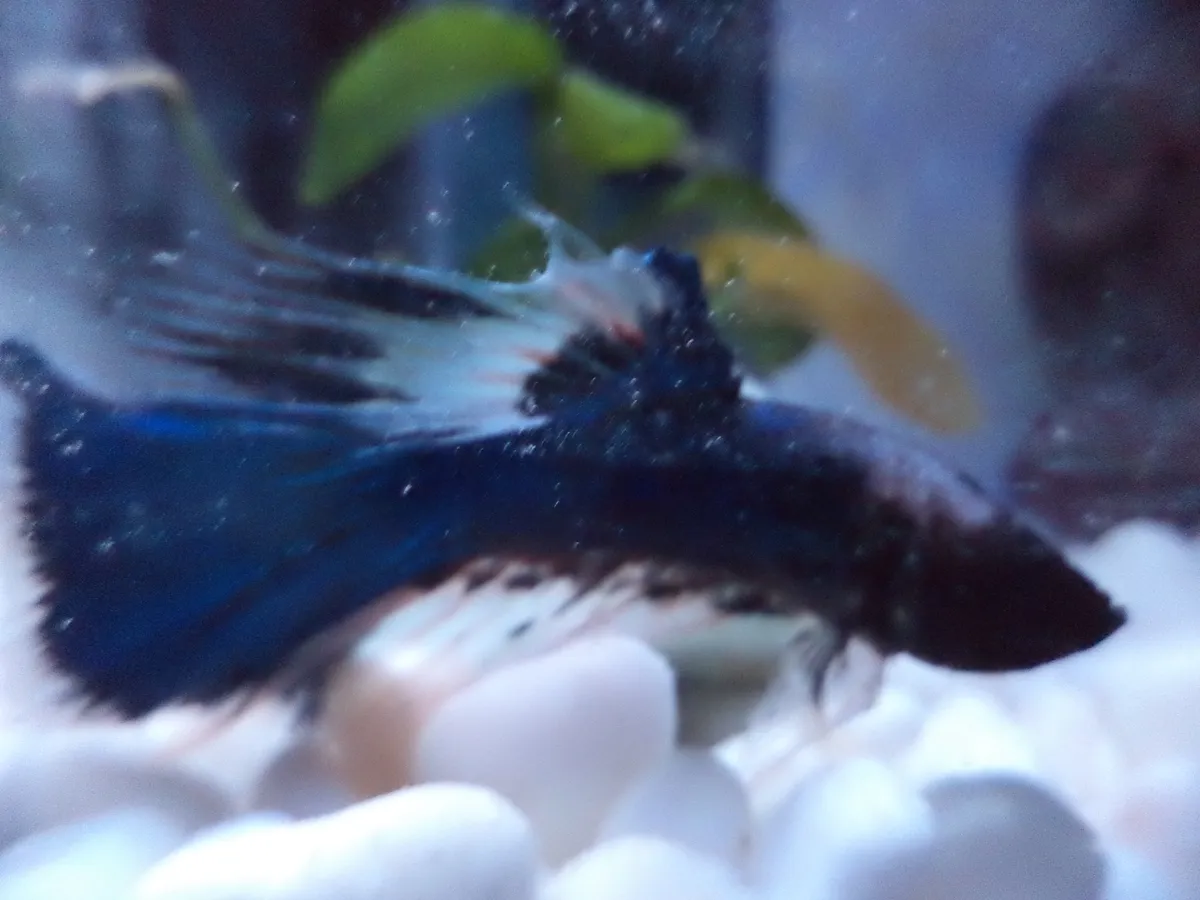 sebastian