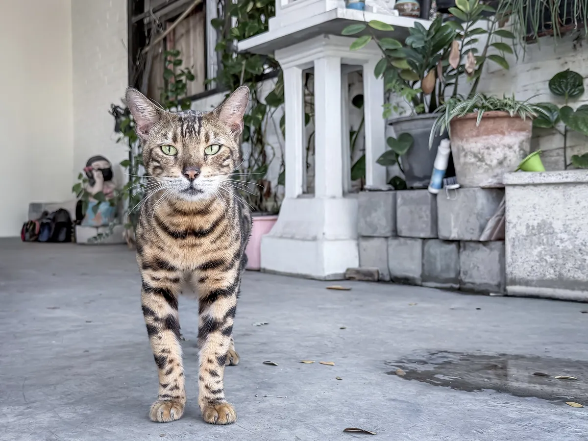 Thai cat