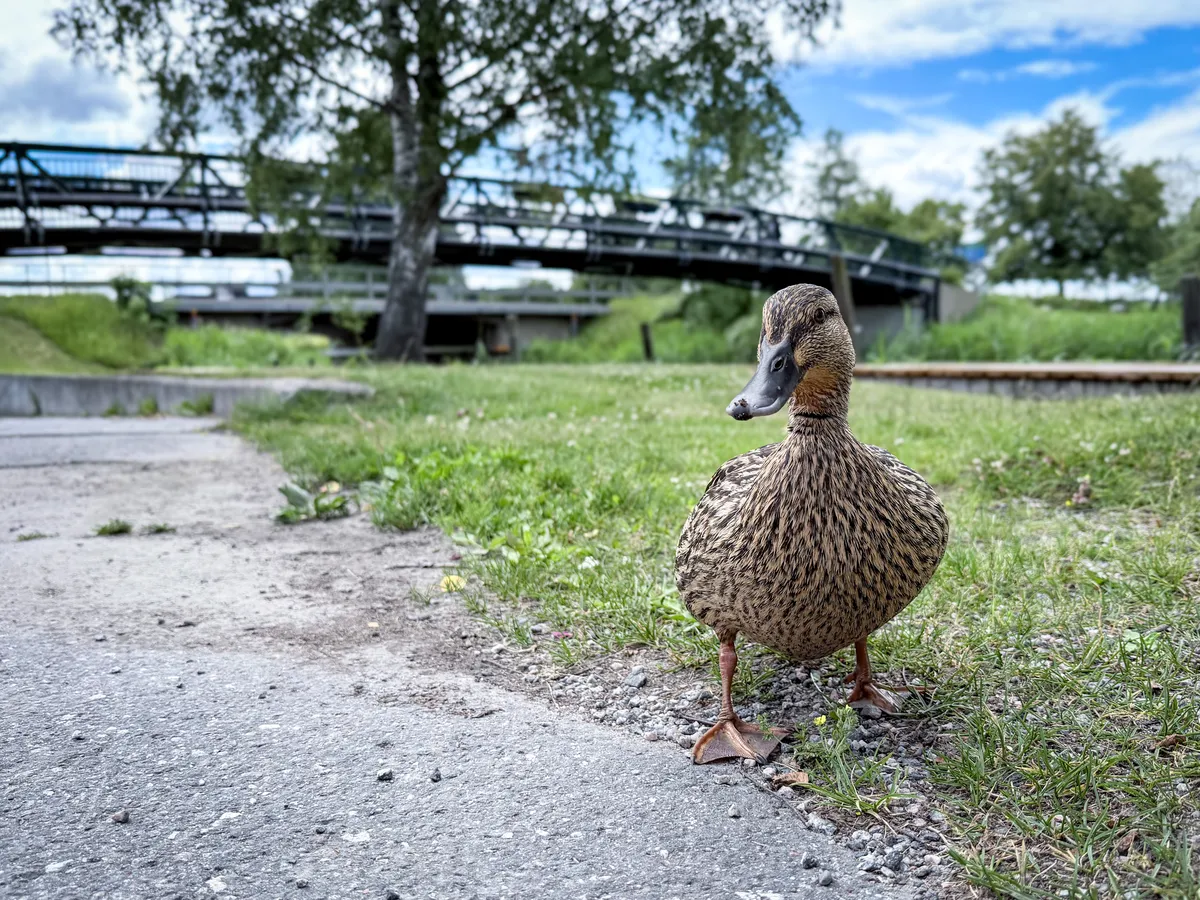 Duck
