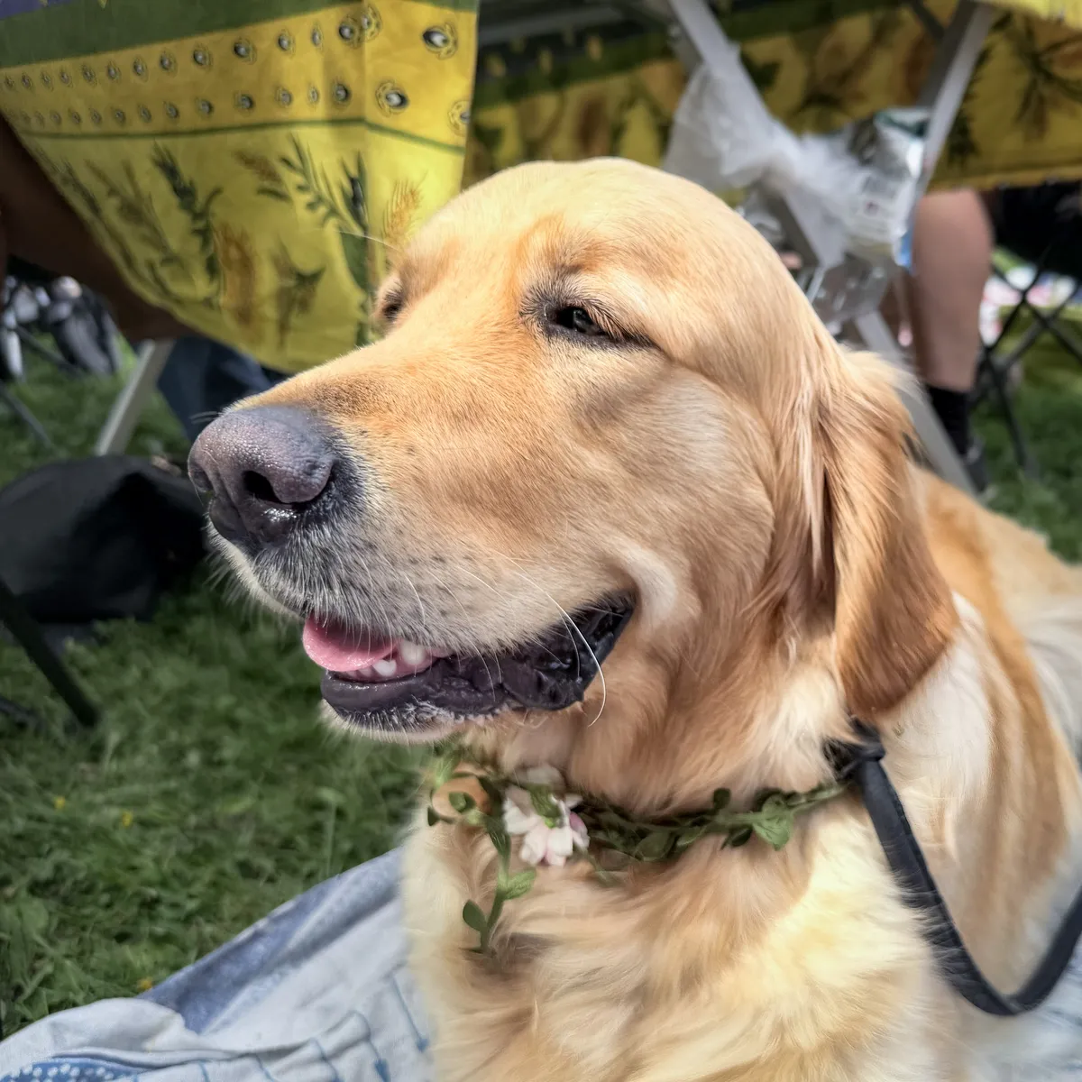 Sister's dog Doris