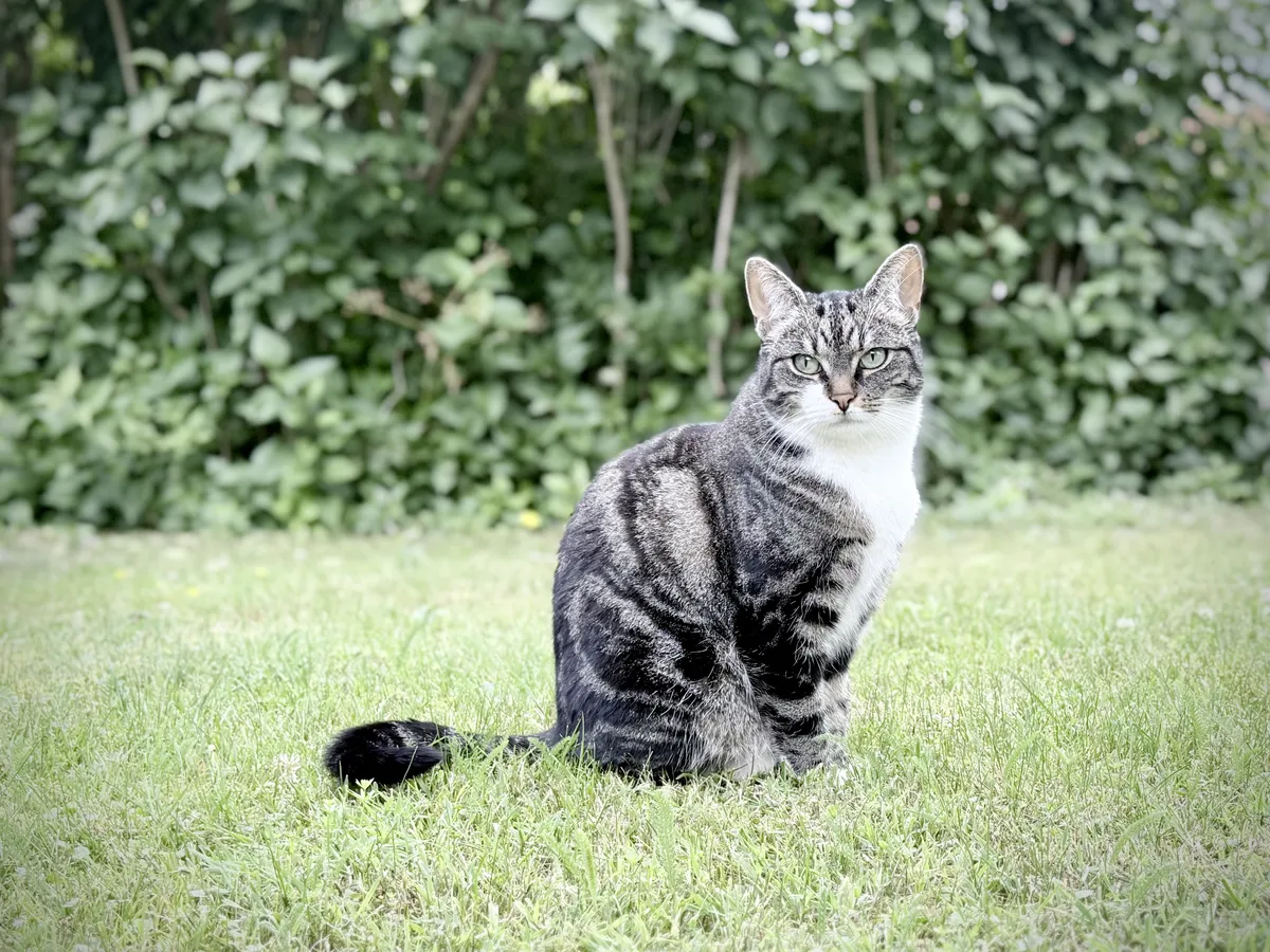Swedish cat