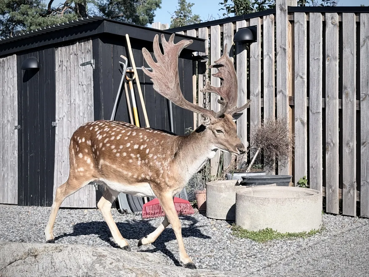 Fallow deer