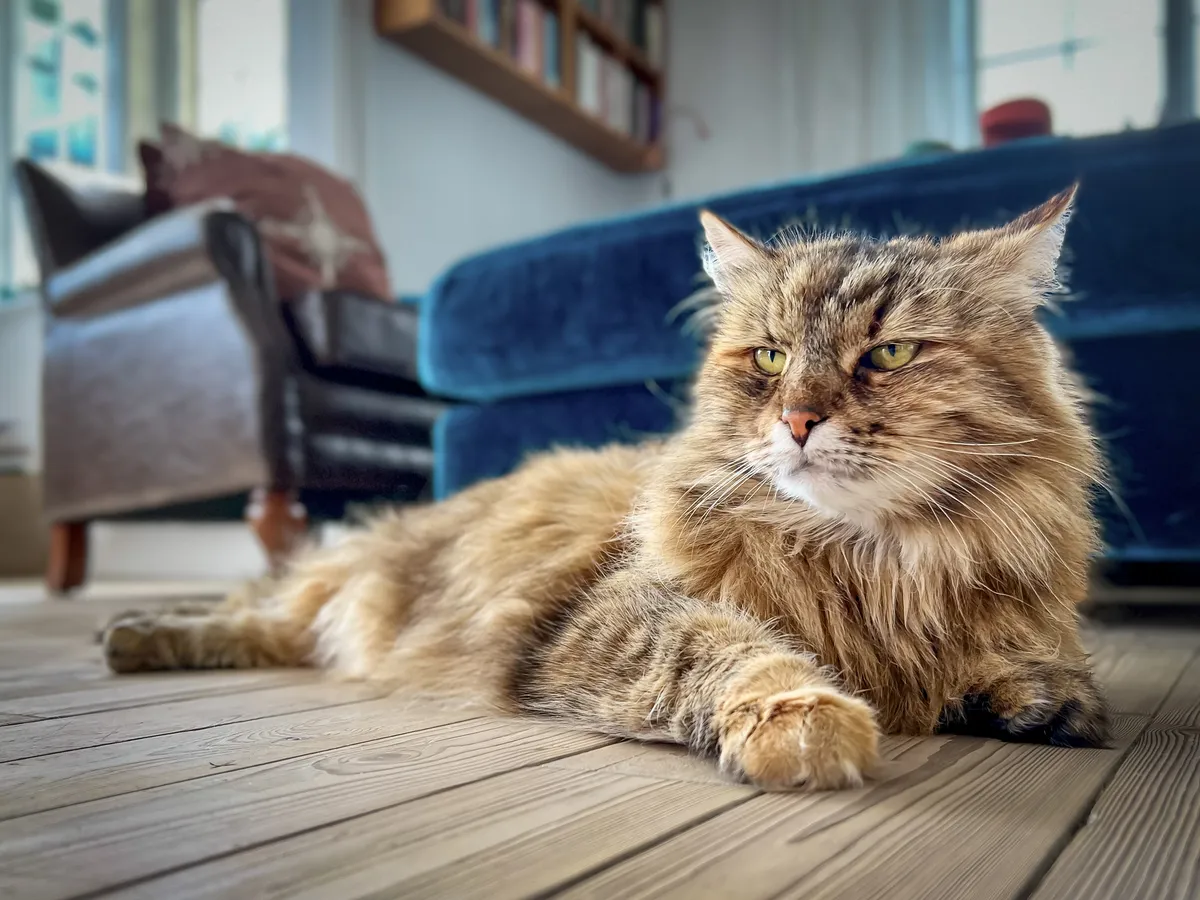 Swedish cat