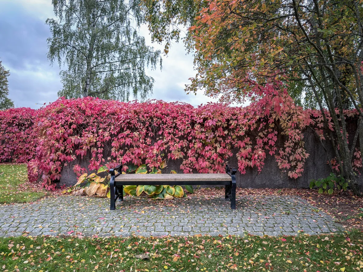 Autumn trees behind a park bench