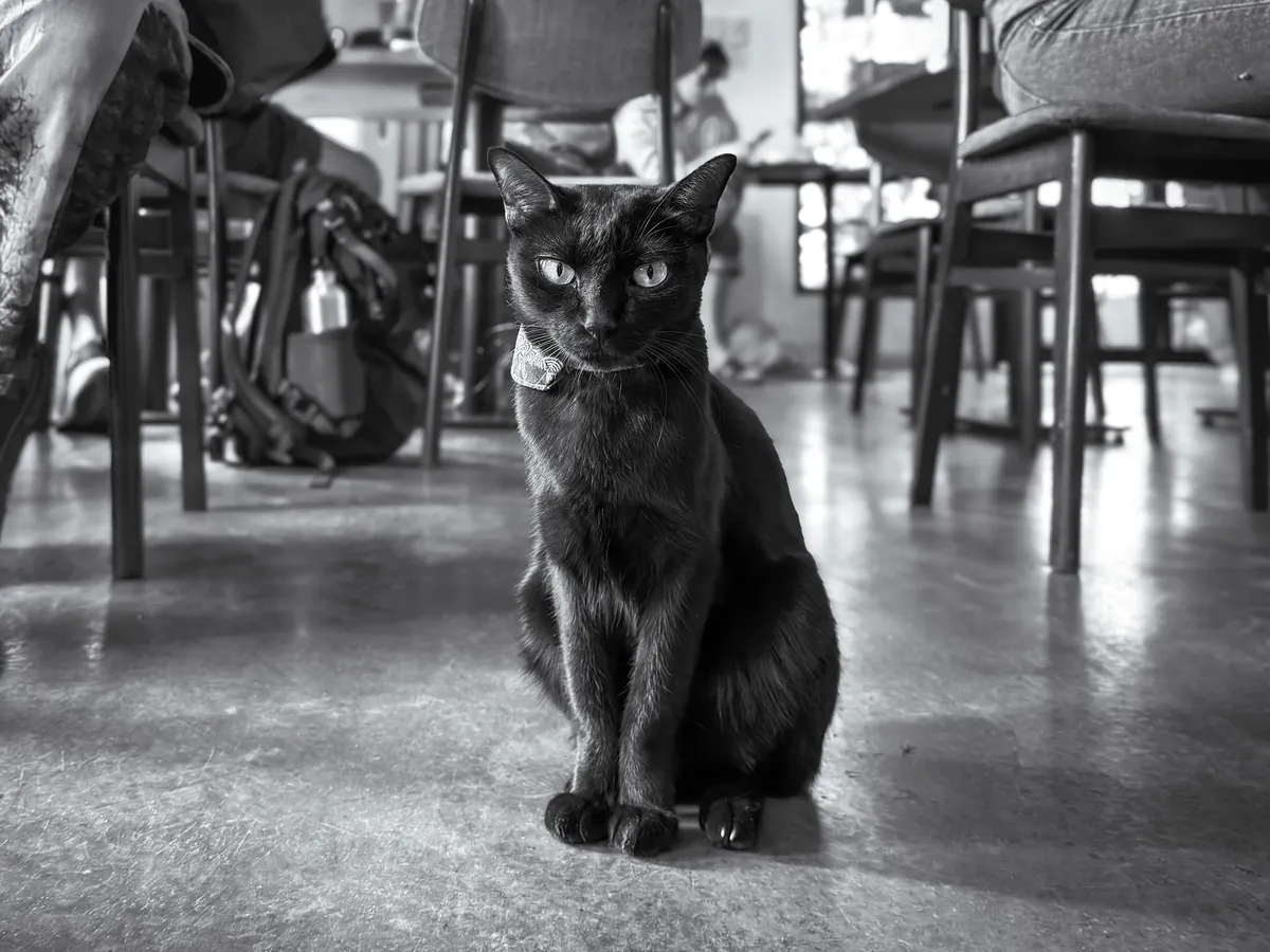 Thai cat