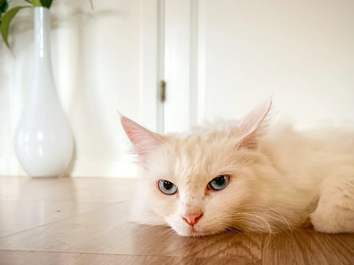 Swedish cat