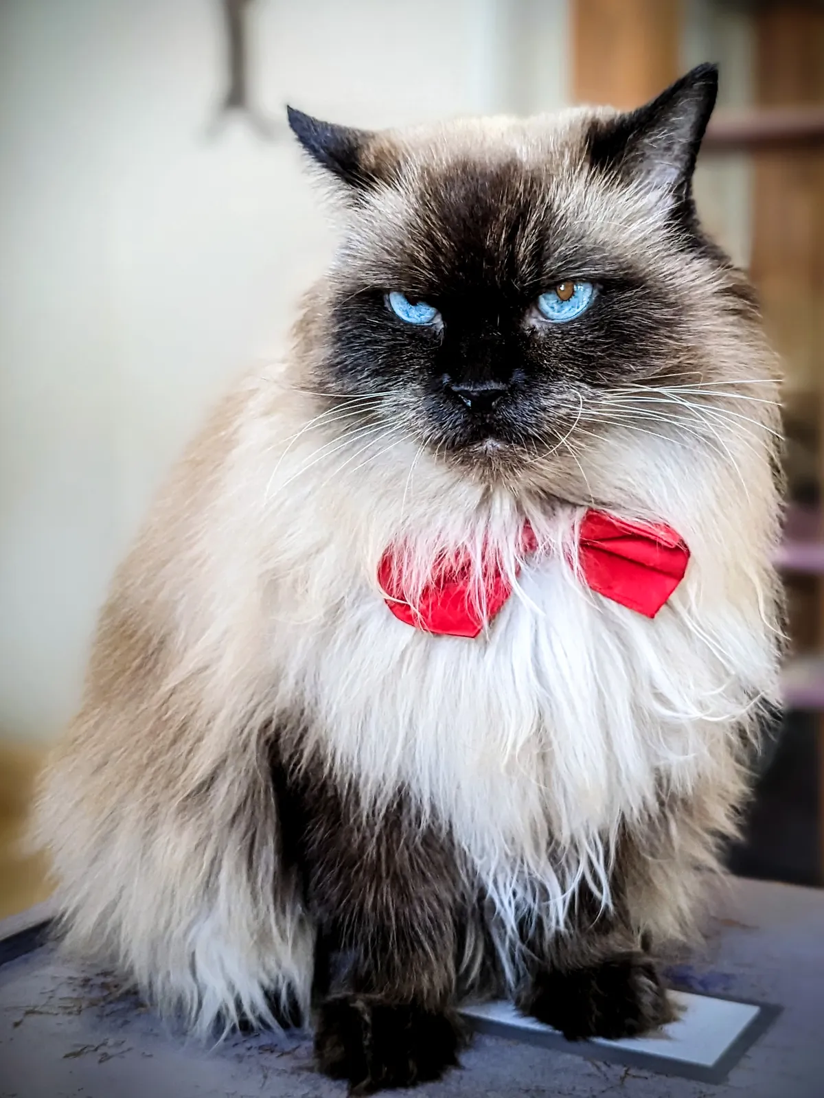 Thai cat