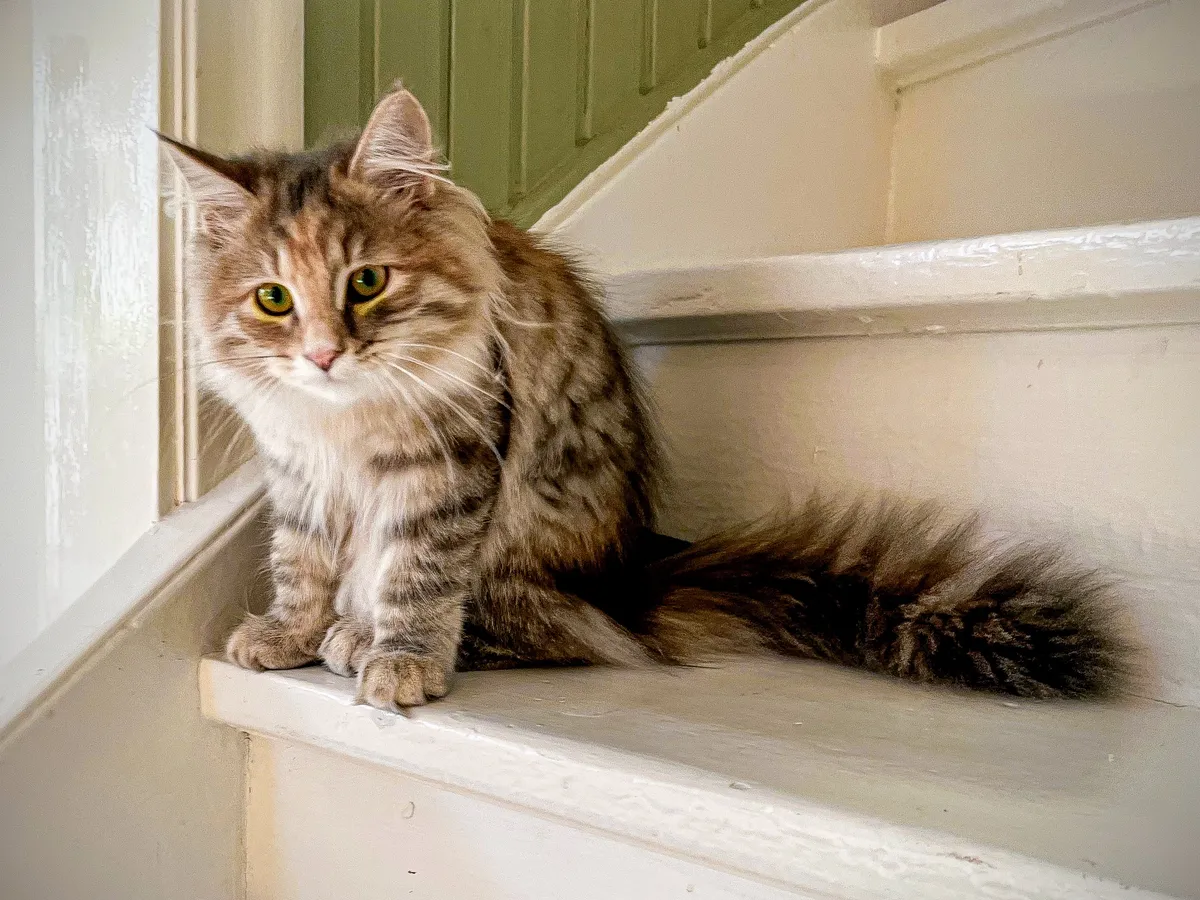 Swedish cat