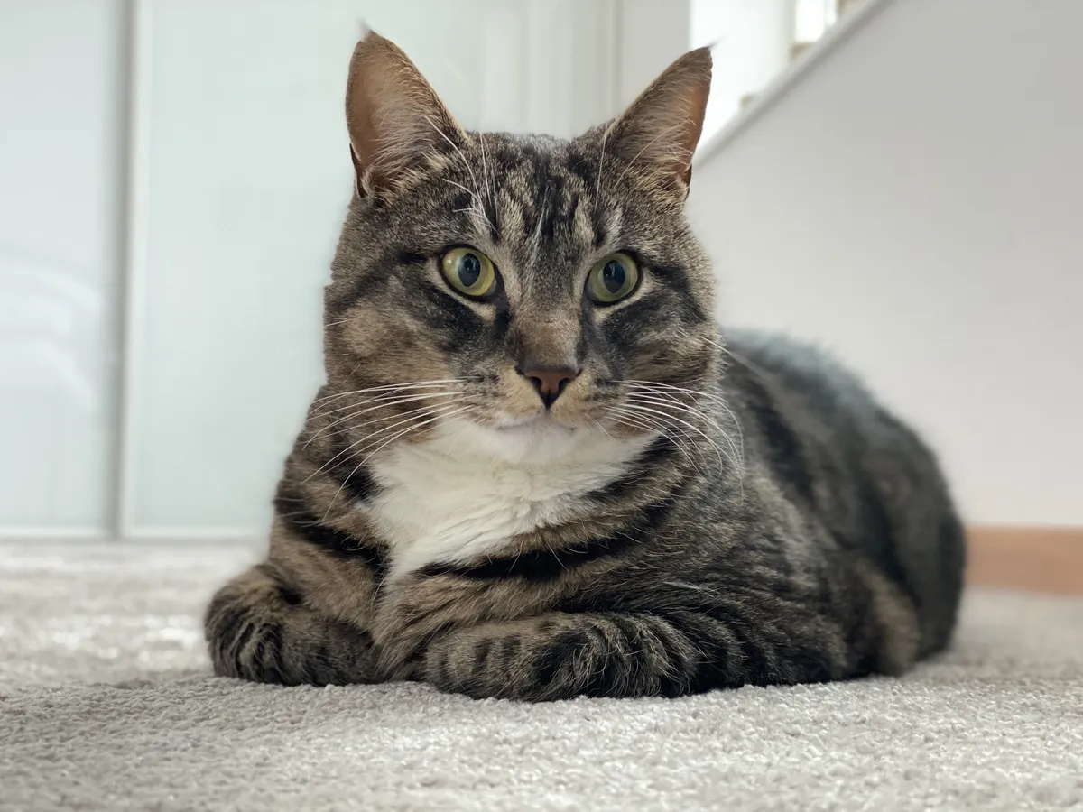 Swedish cat