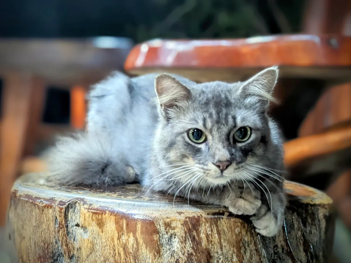 Thai cat