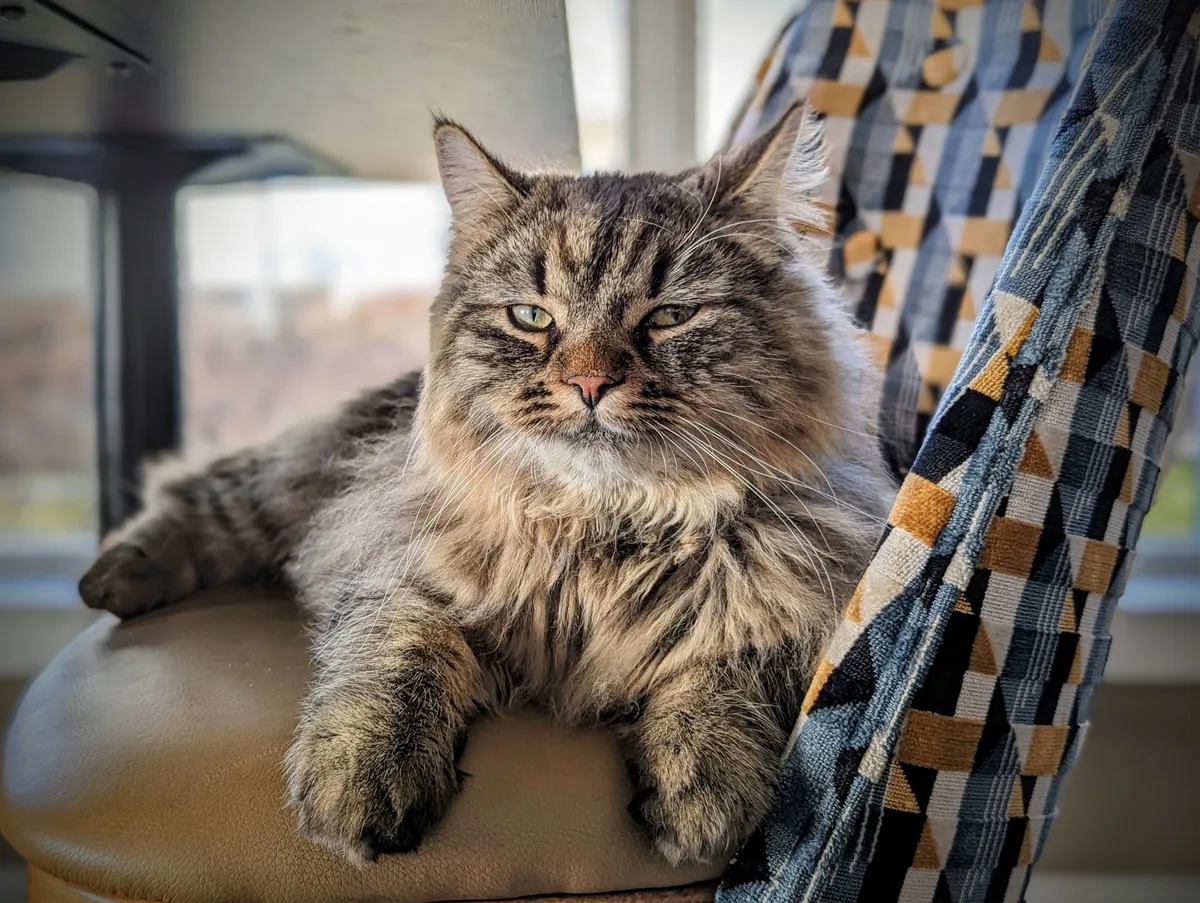 Swedish cat