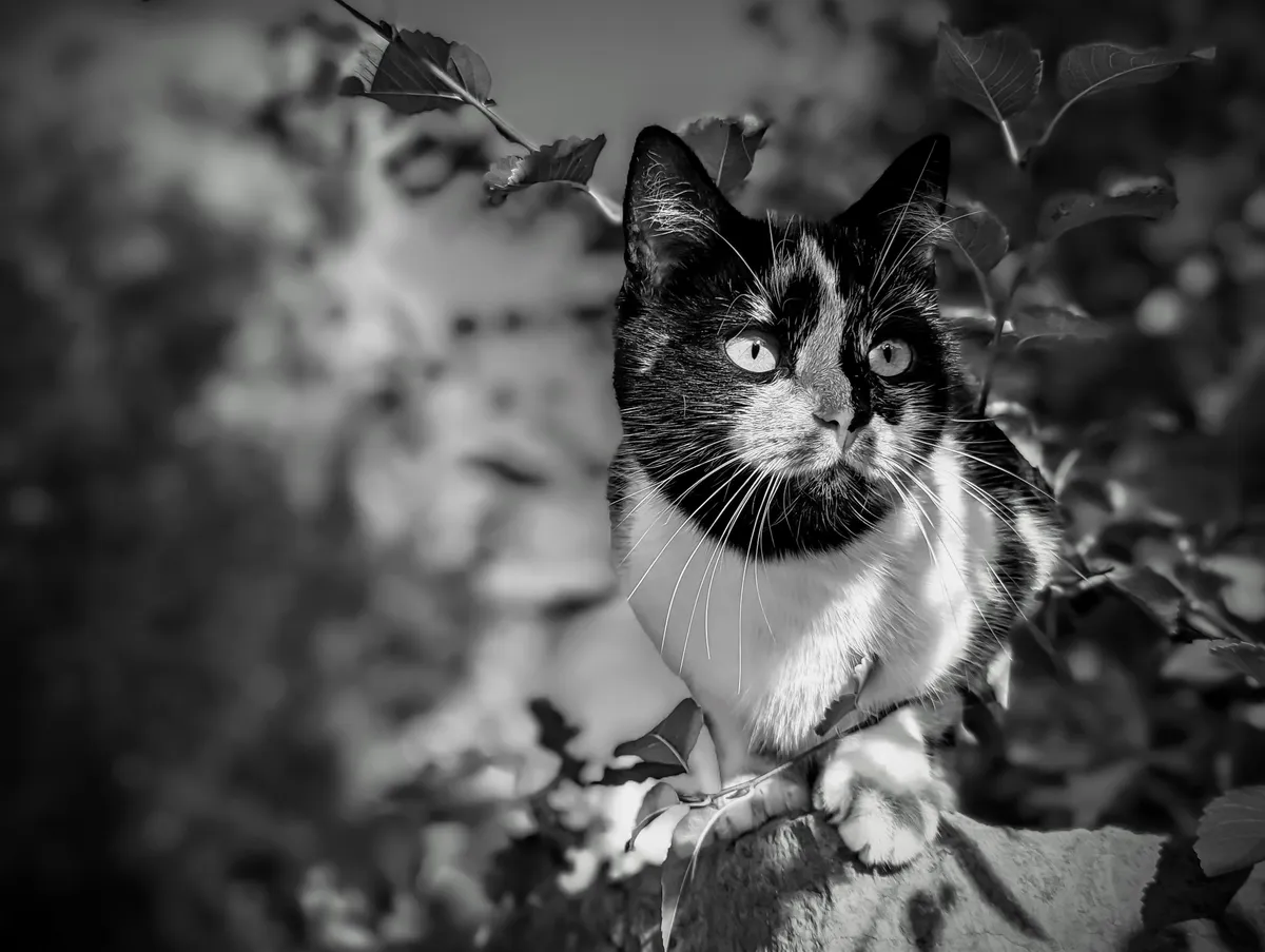 Swedish cat
