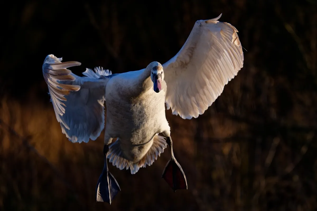 A swan coming in to land in sunset light