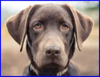 A dog - dog 1)