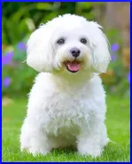 A dog - dog 2)