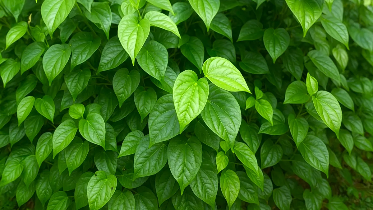 Tanaman segar daun sirih, Piper betle