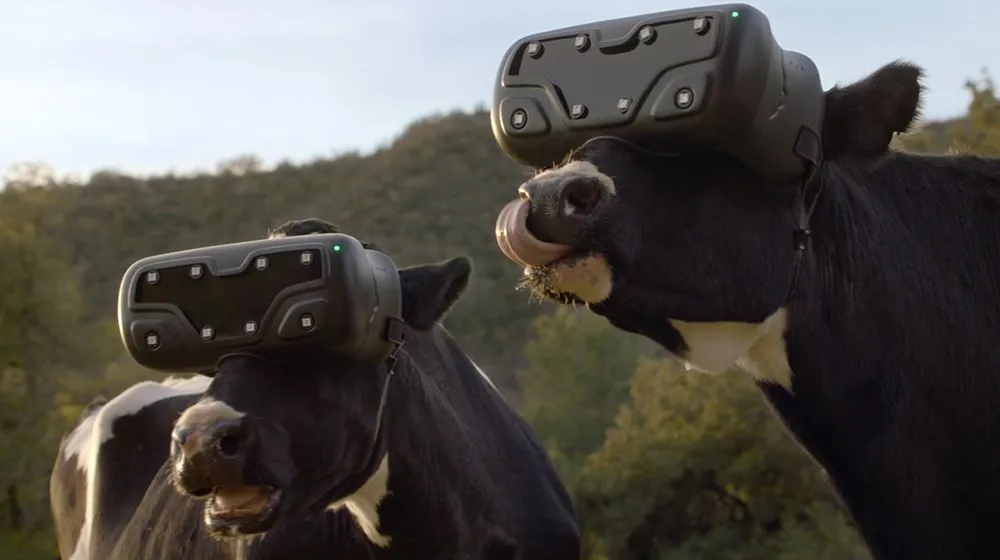 Cows