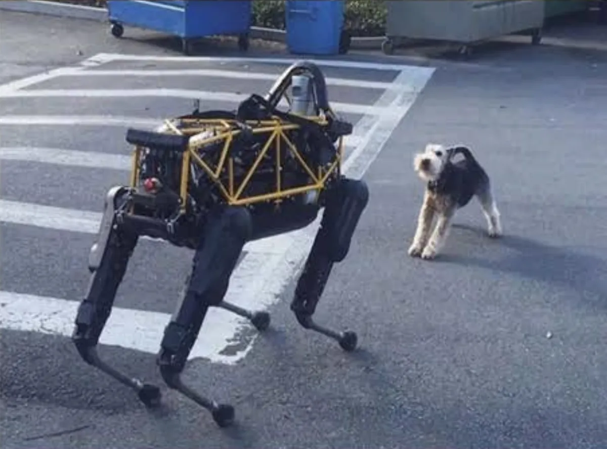 Dogs