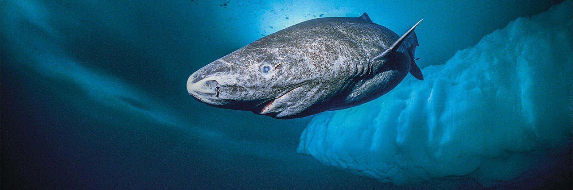 The sureal Greenland Shark.