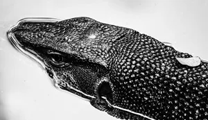 1280px-Varanus_salvator_(Asian_water_monitor)