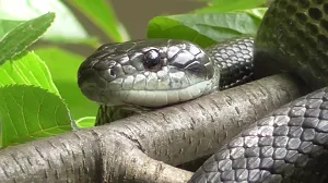 Japanese_rat_snake_(Elaphe_climacophora)