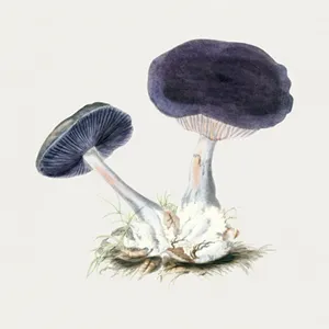 smallshroom