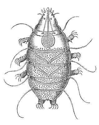tardigrade