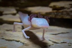 texas-blind-salamander-in-texas-credit-ryan-hagerty-usfws